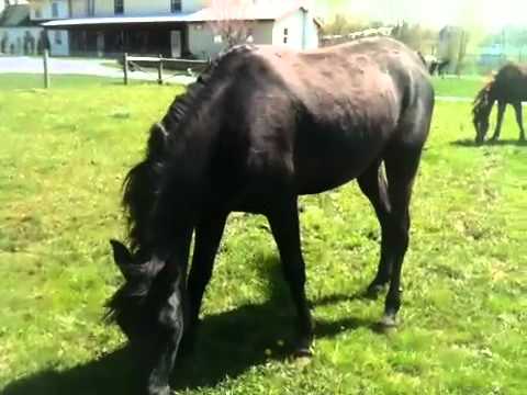 Cutting Edge Straight Egyptian Arabians