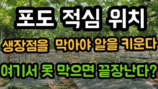 #여름휴가과일당도 #샤인머스켓  #귀농