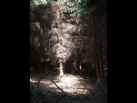 WUKA - Chodźmy do lasu