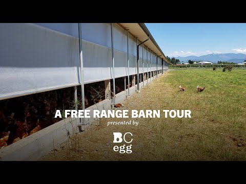 BC Egg - Free-Range Barn Tour