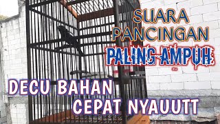 Download lagu TERAPI AMPUH DECU BAHAN CEPAT GACOR || Perawatan Dan Masteran Decu Ombyokan Pasti Nyaut mp3