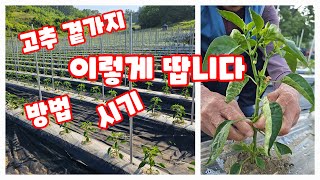 고추 곁가지 따는 방법 시기 괴산청결고추 2023