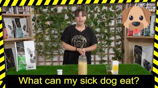 🐶 DOGS: What can my sick dog eat? Soft diet!
