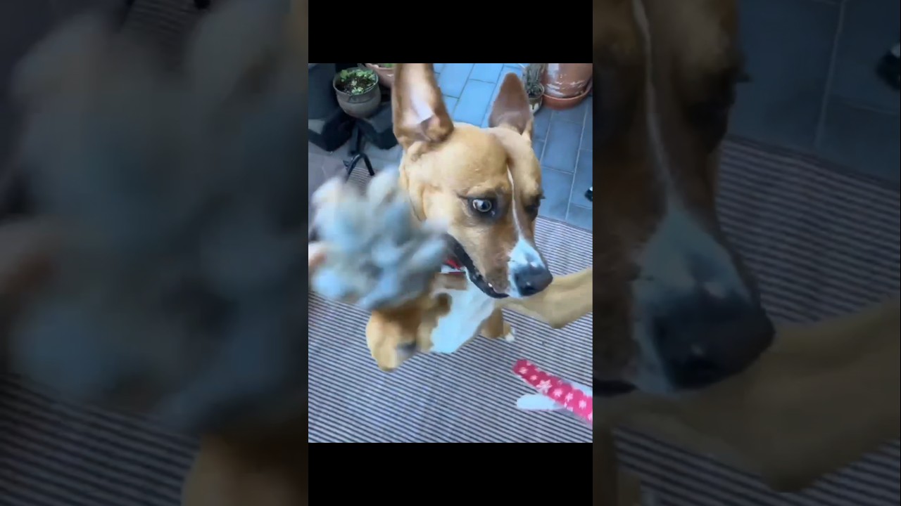 Felice, a ADOPTABLE mixed breed in Kitchener, ON video 6/6