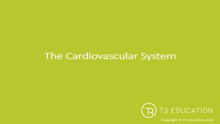 A&P Sports Massage: The Cardiovascular System