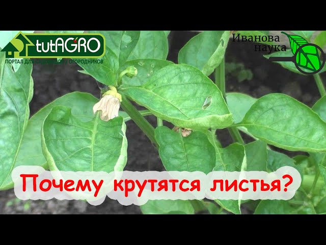 Скручиваются листья у томатов. Крутятся листья у перца. Крутит лист. Рассада томатов крутит верхушки. Крутит лист.