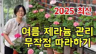 2025년 최신 여름 제라늄 무작정 따라하기