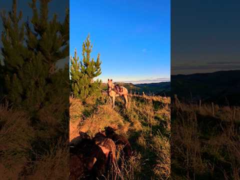 Hauling goats with Luna #pestcontrol #hunting