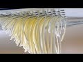PROCHIZ TVC Directed By Ayudha Suwono