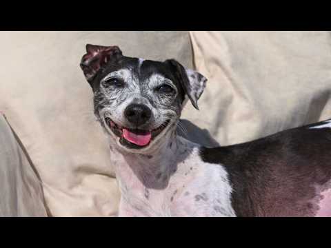 Dog Who Spent 6 Years in a Cage Tries to Learn Freedom