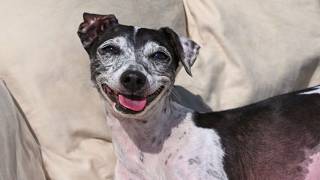 Dog Who Spent 6 Years in a Cage Tries to Learn Freedom