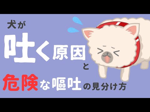 犬が血を吐く:原因と治療法