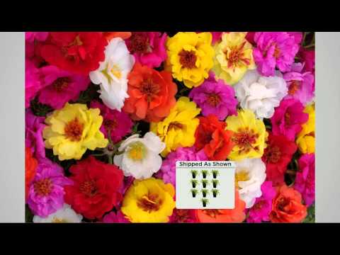 Roberta's 10-pc Happy Trails Tropical Mix Portulaca Collection with Jane Treacy