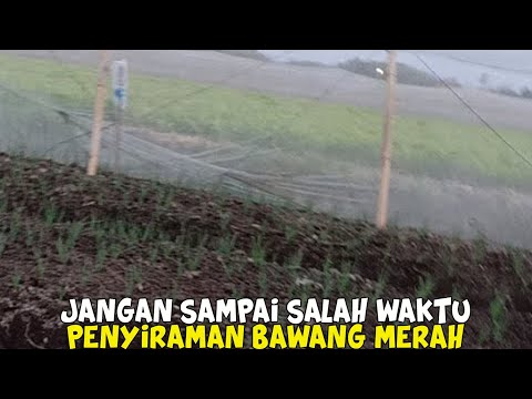 , title : '[LIVE] Tips Penyiraman Bawang Merah Saat Musim Kemarau'