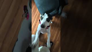 Video preview image #1 Dachshund-Unknown Mix Puppy For Sale in Wakefield, RI, USA