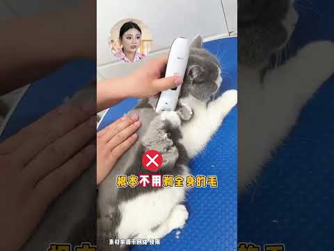 夏天养猫9种省钱邪修小阴招! 没错 #新手养猫 #养猫经验分享 #科学养宠 #铲屎官