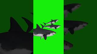 Download lagu Royalty Free Shark Green Screen  chroma key, 3d animation, 4K mp3
