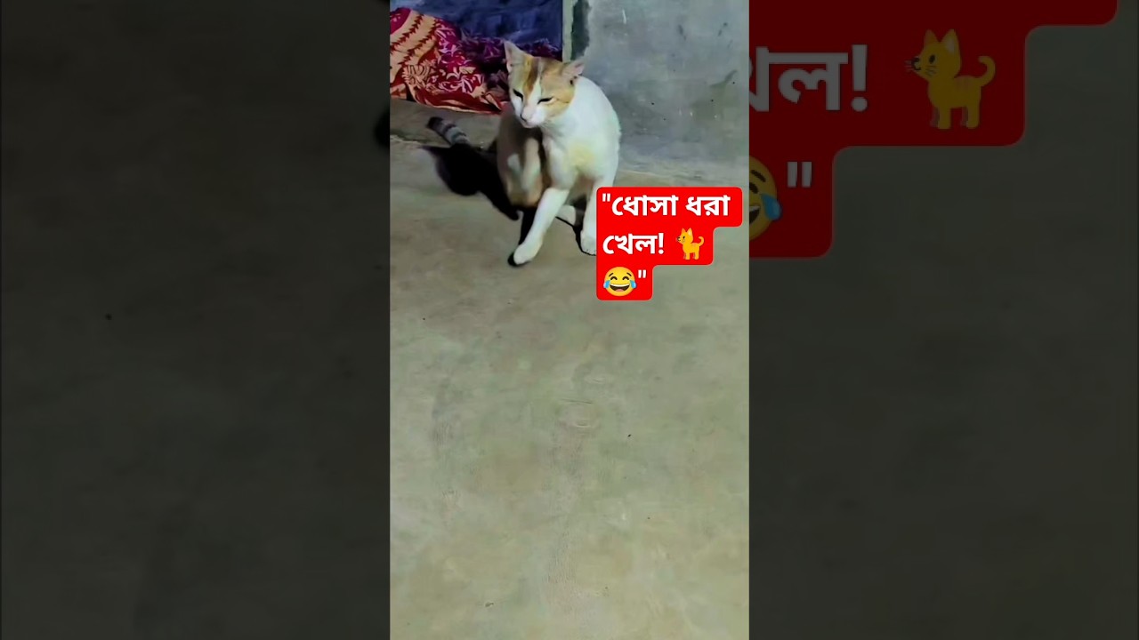 বৌকে বাড়িতে রেখে একা একা কোথায় যাচ্ছ ধোসা? 🤣🤣 #shorts #viral #cat