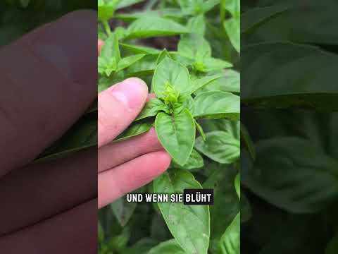 Basilikum Fehler: Blüte unbedingt verhindern! #Basilikum #Kräuter #Gartentipps #garten