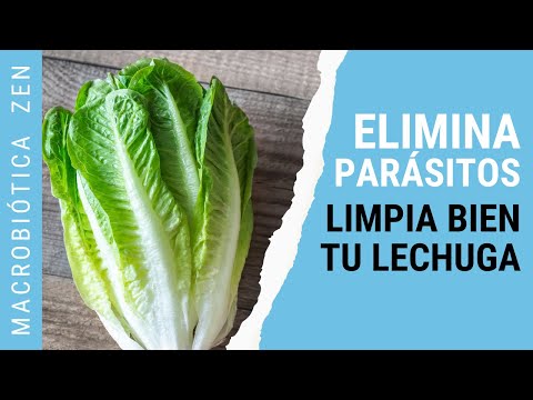 ¡Cuidado Con Los Parásitos Que Se Esconden En La Lechuga!