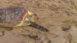 preview picture of video 'Tartaruga Caretta Caretta spiaggiata a Pescoluse'