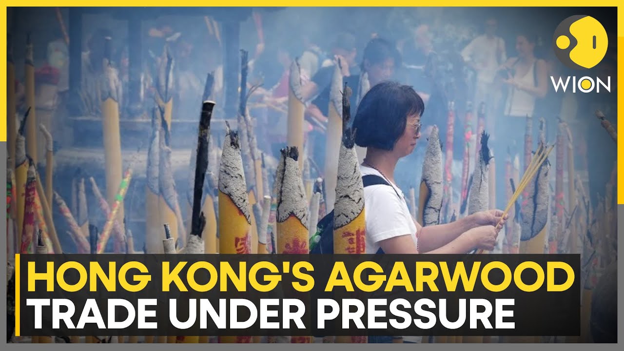 Hong Kong's 'Black Gold' Agarwood Under Threat | WION