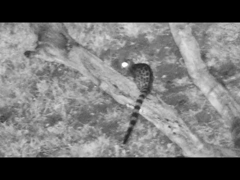 Genet on the logs was eating frogs while elephants were drinking and eating nearby 12/25/25