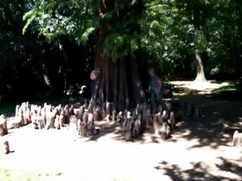 Martonvásár Beethoven sziget Lélegző gyökeres ős mamutfenyő fa 20120711 PSVideo