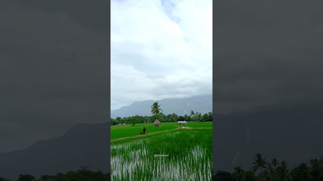 A walk through paddy fields of Kollengode, Palakkad #keraleeyar #palakkad #kollengode