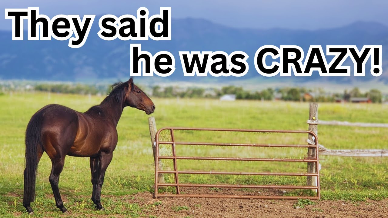 I bought him anyway ~ OUTLAW auction HORSE Transformation ❤️ Pete's Story ❤️