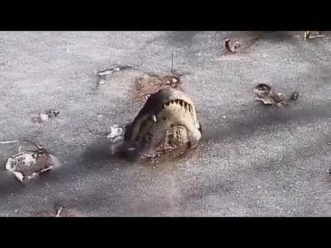 Cold blooded Animals 😱 Survival in extreme winter ❄️