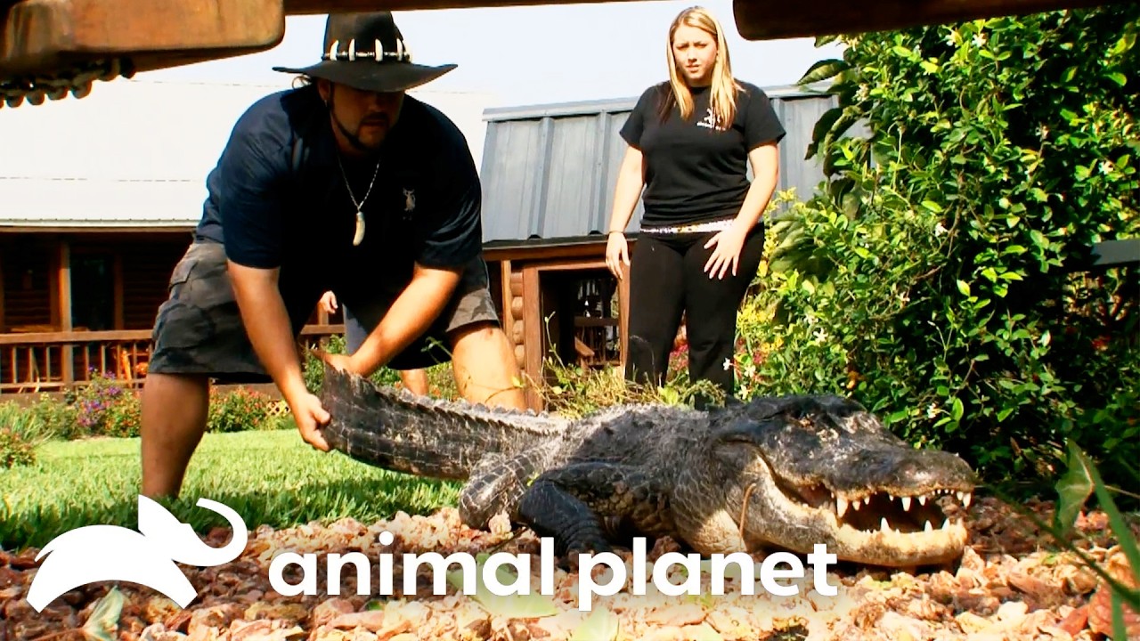 The Boys Face Off With a Leaping, BLIND, 9-FOOT Gator! | Gator Boys | Animal Planet
