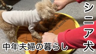 共働き　シニア犬との暮らし　トイプードル／パート主婦