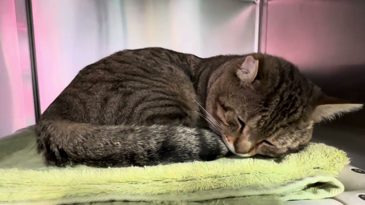 Enlarge Otis Fiv+ Handsome Boy, a Adoptable Domestic Short Hair in Clifton, NJ video 3/6