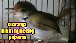 Download lagu prenjak lumut betina gacor full nembak mp3 Download lagu prenjak lumut betina gacor full nembak mp3