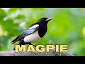 Eurasian magpie sound, magpie call