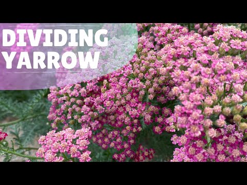 How To Make More Yarrow Plants