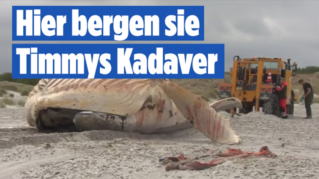 Erfolg: Timmys Kadaver nach vier Versuchen auf Anholt geborgen!