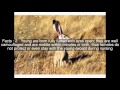 Black Tailed Jackrabbit Top 6 Facts