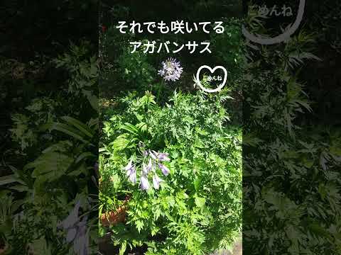 園芸 よもぎ