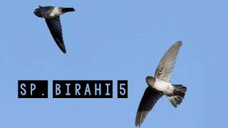 Download lagu SUARA PANGGIL WALET BIRAHI 5 mp3
