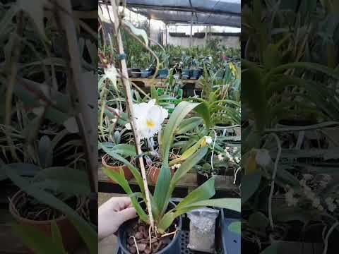 ZAP 11940050033 pedido de Robson de Goiás @Mais Orquídeas #plantas #flores #orquideas