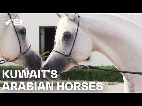 Arabian horses: beauty and courage in form of a horse