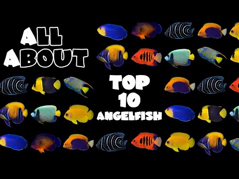 Top 10  Angelfish For A Saltwater Tank