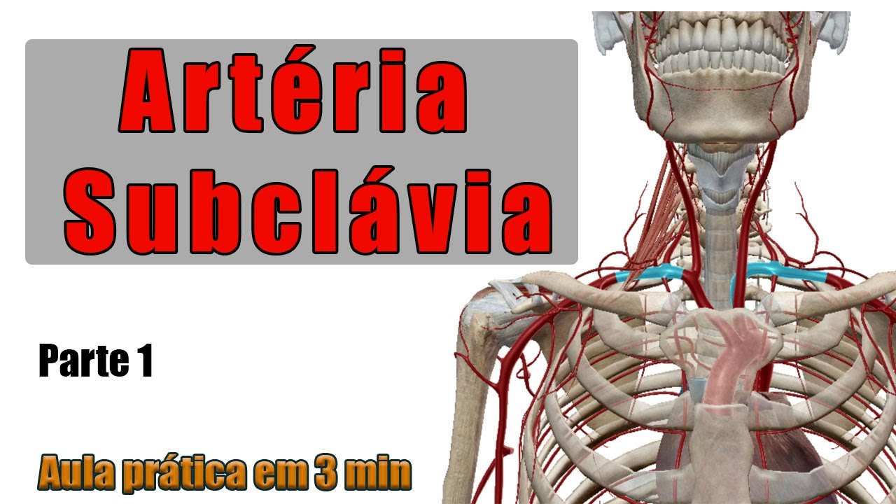 ARTÉRIA SUBCLÁVIA e o seu trajeto - Anatomia Humana - Anatomia