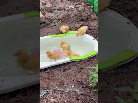 Raising Ducks: Caring for Ducklings | Life At Every Corner