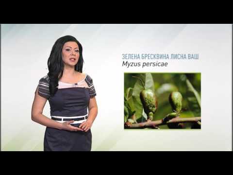Zelena prognoza, 25.4.2016. - O prisustvu štetnih organizama u zasadima bresaka i nektarina