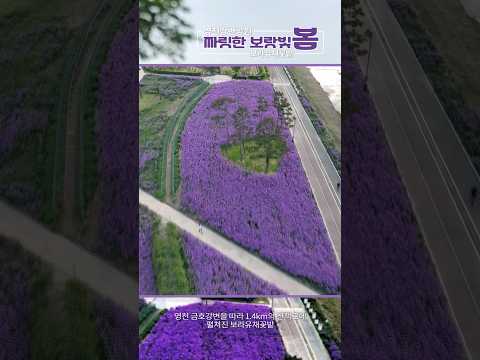 영천강변공원 짜릿한 보랏빛 봄