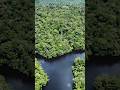 Why The Congo Rainforest Is So Weird Trending Facts Shorts Congo