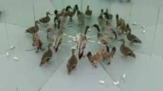 larytta - souvenir de chine - video directed by k rner union